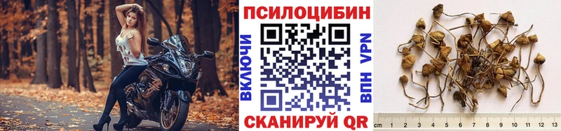 магазин    Болохово  Псилоцибиновые грибы Psilocybine cubensis 